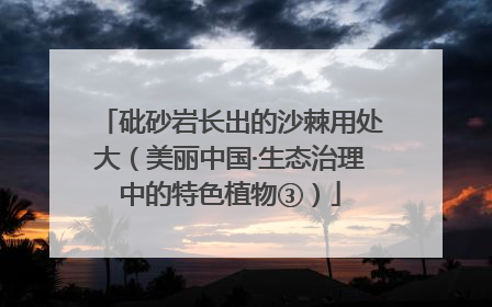 砒砂岩长出的沙棘用处大（美丽中国·生态治理中的特色植物③）