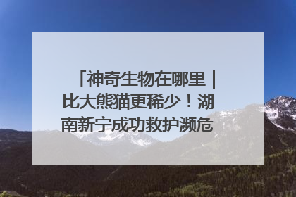 神奇生物在哪里｜比大熊猫更稀少！湖南新宁成功救护濒危鸟类海南鳽