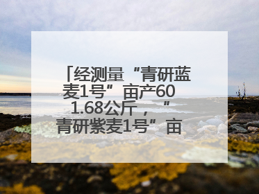 经测量“青研蓝麦1号”亩产601.68公斤，“青研紫麦1号”亩产671公斤