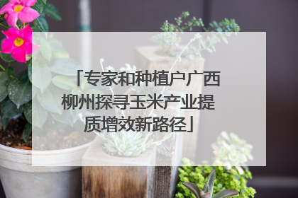 专家和种植户广西柳州探寻玉米产业提质增效新路径