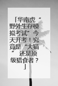 华南虎“野外生存模拟考试”今天开考！究竟是“大猫” 还是顶级猎食者？