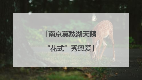 南京莫愁湖天鹅“花式”秀恩爱