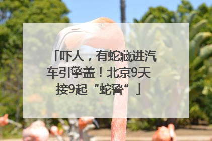 吓人，有蛇藏进汽车引擎盖！北京9天接9起“蛇警”