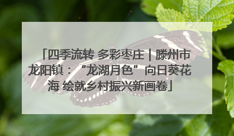 四季流转 多彩枣庄｜滕州市龙阳镇：“龙湖月色”向日葵花海 绘就乡村振兴新画卷