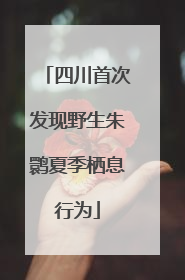 四川首次发现野生朱鹮夏季栖息行为