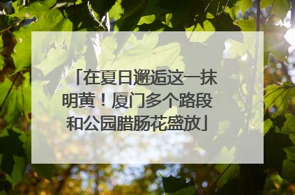 在夏日邂逅这一抹明黄！厦门多个路段和公园腊肠花盛放
