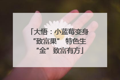 大悟：小蓝莓变身“致富果” 特色生“金”致富有方