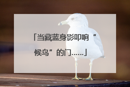 当藏蓝身影叩响“候鸟”的门……