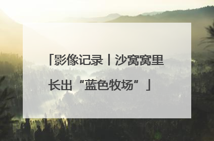 影像记录丨沙窝窝里长出“蓝色牧场”