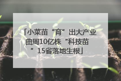 小菜苗“育”出大产业 曲周10亿株“科技苗”15省落地生根