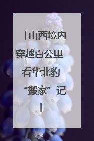 山西境内穿越百公里 看华北豹“搬家”记