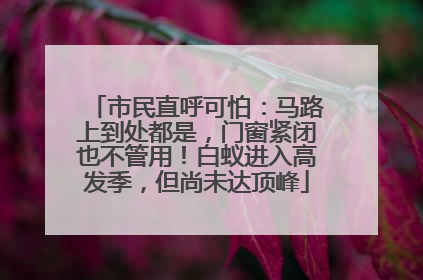 市民直呼可怕：马路上到处都是，门窗紧闭也不管用！白蚁进入高发季，但尚未达顶峰
