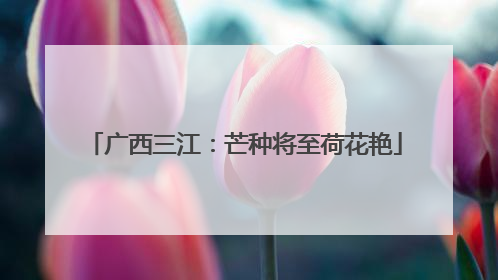 广西三江：芒种将至荷花艳