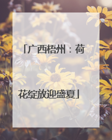 广西梧州：荷花绽放迎盛夏