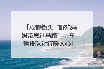 成都街头“野鸡妈妈带崽过马路”，车辆排队让行暖人心