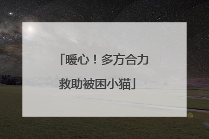 暖心！多方合力救助被困小猫