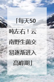 每天50吨左右！云南野生菌交易逐渐进入高峰期
