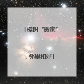 樟树“搬家”，邻里和好