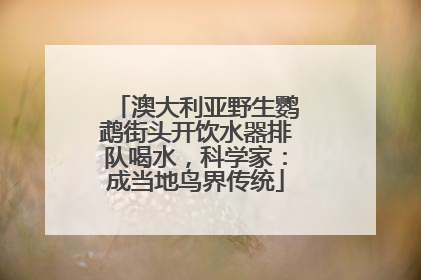 澳大利亚野生鹦鹉街头开饮水器排队喝水，科学家：成当地鸟界传统