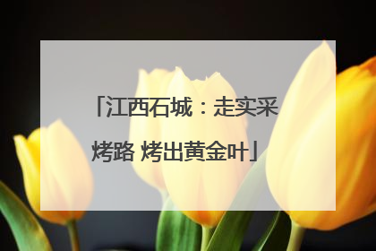 江西石城：走实采烤路 烤出黄金叶