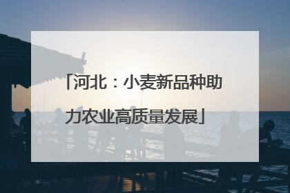 河北：小麦新品种助力农业高质量发展