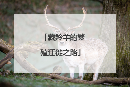 藏羚羊的繁殖迁徙之路