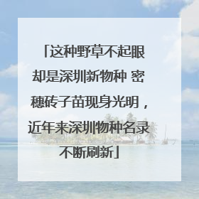 这种野草不起眼 却是深圳新物种 密穗砖子苗现身光明，近年来深圳物种名录不断刷新