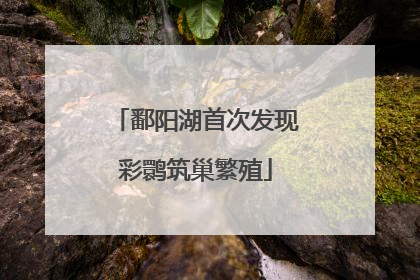 鄱阳湖首次发现彩鹮筑巢繁殖