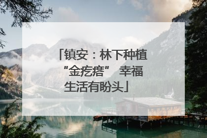 镇安：林下种植“金疙瘩” 幸福生活有盼头