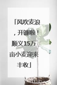 风吹麦浪，开镰啦！顺义15万亩小麦迎来丰收