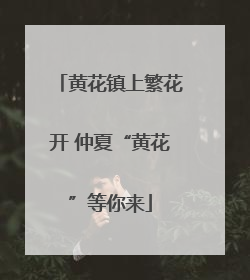 黄花镇上繁花开 仲夏“黄花”等你来
