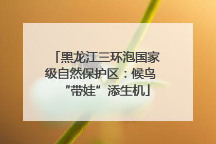 黑龙江三环泡国家级自然保护区：候鸟“带娃”添生机