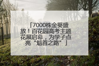 7000株金葵盛放！百花园高考主题花展启幕，为学子点亮“魁首之路”