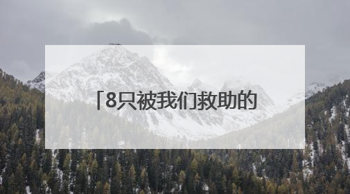 8只被我们救助的鸟儿，重回蓝天